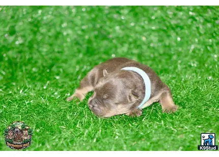 a rodent lying in grass